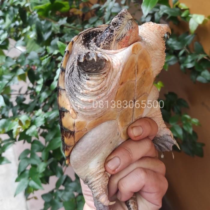 Jual common snaping turtle 15 CM | Shopee Indonesia
