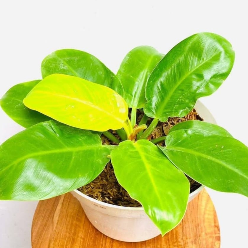 Jual Philo moonlight/ Bunga philo moonlight / Tanaman Hias Hidup ...
