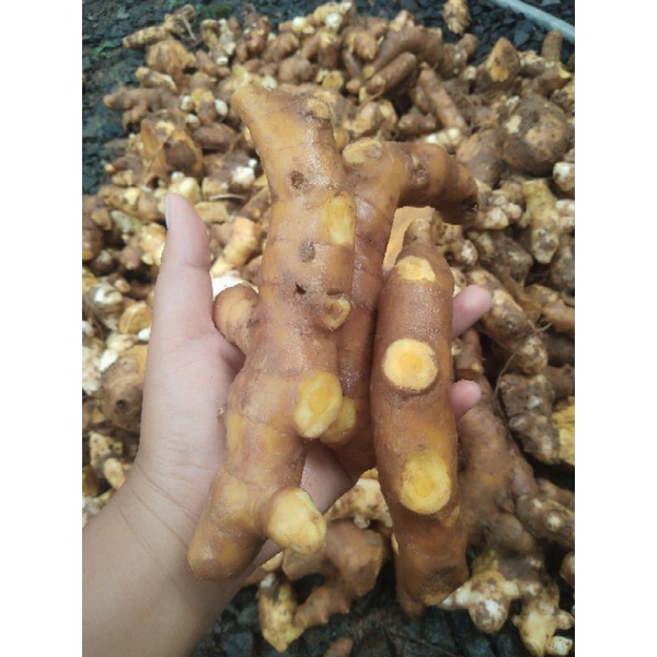 Jual TEMU POH /TEMU PUTIH/TEMU MANGGA SEGAR 500GR | Shopee Indonesia