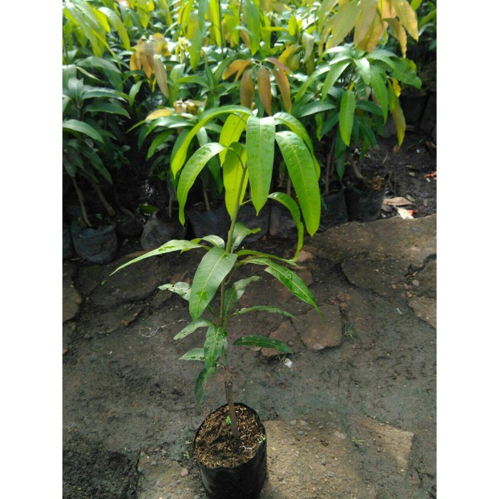 Jual Bibit Mangga Kiojay Pohon Mangga Bibit Buah Mangga Kiojay Jumbo ...