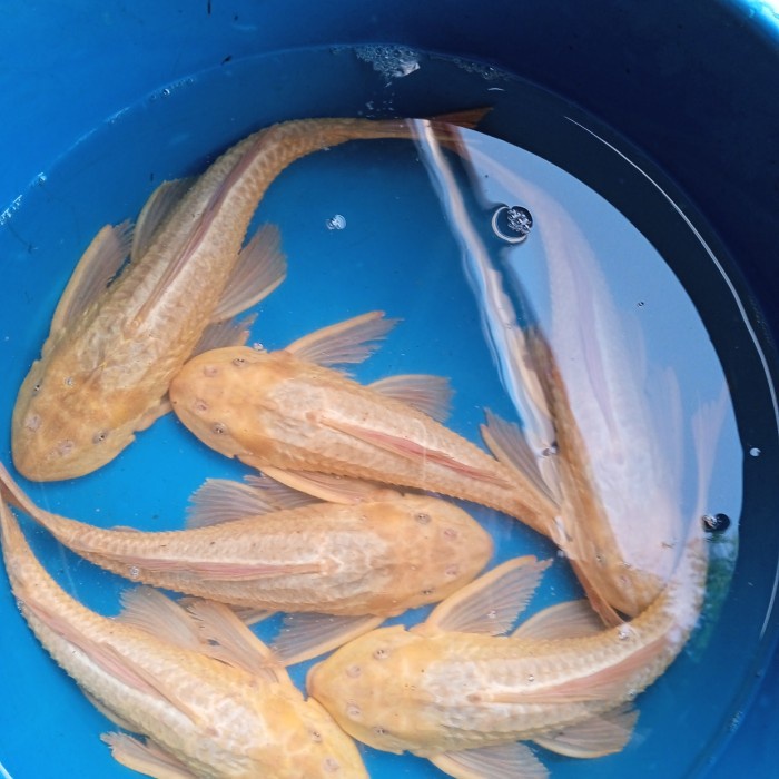 Jual Ikan Sapu Albino Pemakan Lumut Jumbo Besar Shopee Indonesia