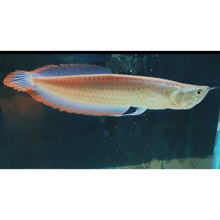 Jual IKan ARWANA SILVER RED size 13-15CM ARWANA ALBINO Arwana SIlver ...