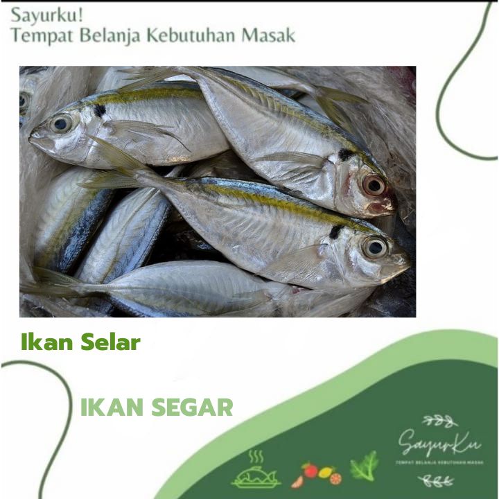 Jual ikan selar fresh | Shopee Indonesia