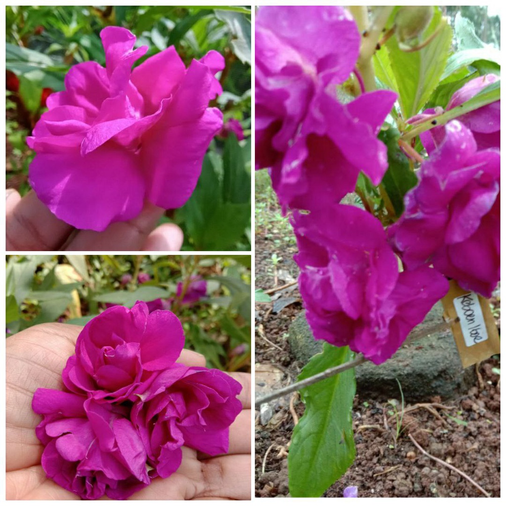 Pacar Air (Impatiens balsamina): Keindahan yang Multifungsi, dari Pewarna Alami hingga Solusi Cantengan