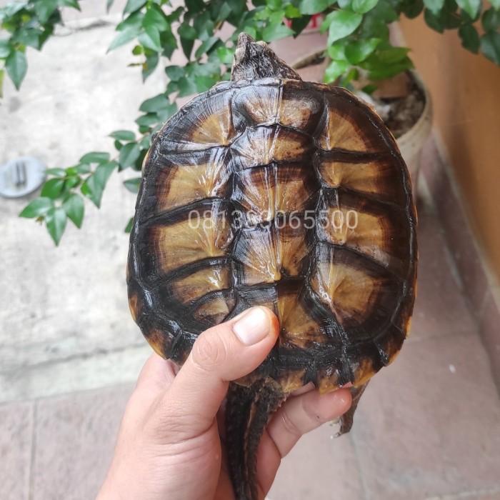 Jual common snaping turtle 15 CM | Shopee Indonesia