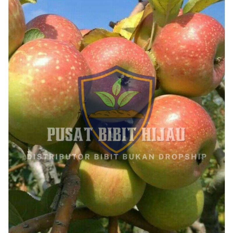 Jual Bibit Apel Rome Beauty Pohon Buah Produktif | Shopee Indonesia