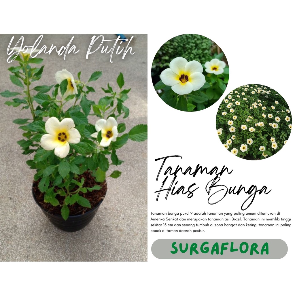 Jual Tanaman Hias Bunga Yolanda - Tanaman Pukul 9 Sudah Berbunga