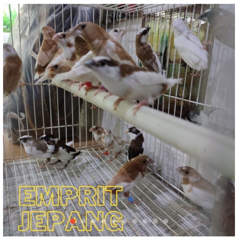 Burung Emprit Jepang: Harga dan Informasi Lengkap
