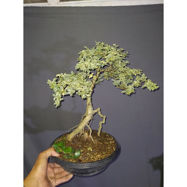 Jual Paket Bonsai Legistrum Variegata Serisaa Variegata Shopee