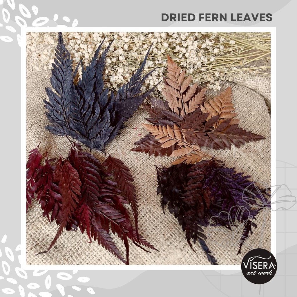 Jual Dried Fern Leaves Size S, M, L Daun Pakis Kering Ukuran Besar ...