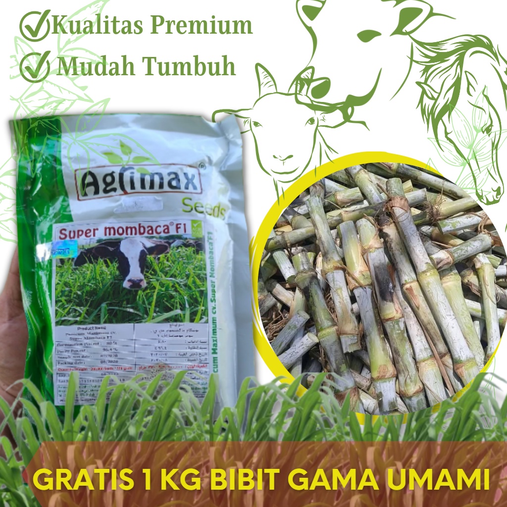 Jual 200 Benih Mombaca F1 Agrimax Bonus 1 Kg Gama Umami Bibit Shopee