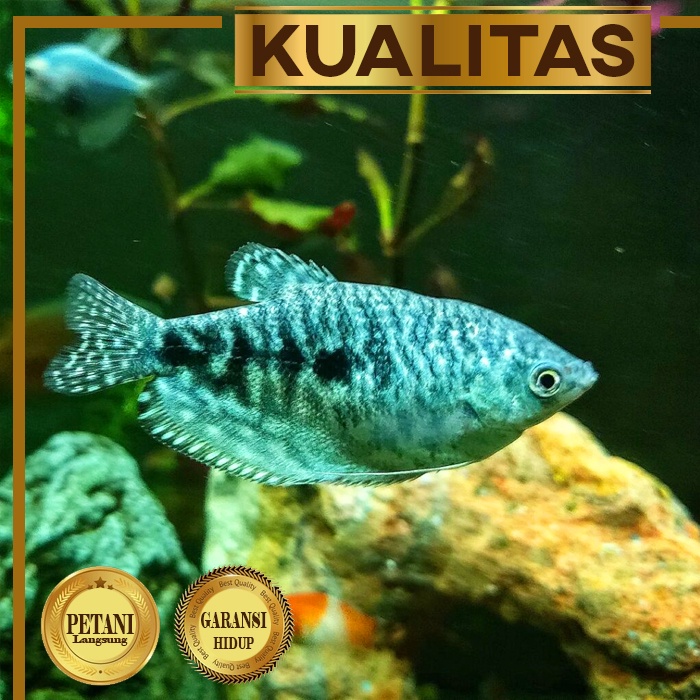 Jual Sepat Hornsby Blue Gourami Ikan Hias Aquascape Hiasan Aquarium Tanaman Air Tawar Shopee