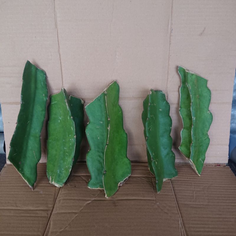 Jual KEBUN.MUKLIS - Bibit Tanaman Buah Naga Merah Stek Murah | Shopee ...