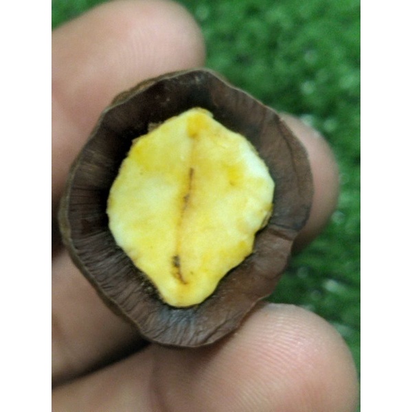 Jual kemiri muncang adu Yanti RAJA BATOK | Shopee Indonesia