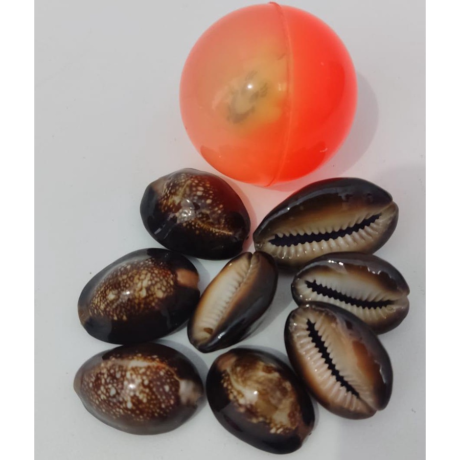 Jual Mainan Bola Bekel Plus 8 Biji Kerang Asli | Shopee Indonesia