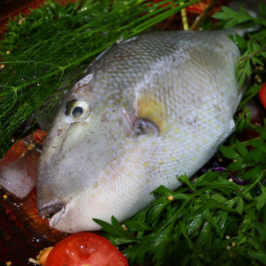 Jual Ikan Pakol / Ayam-Ayam | Shopee Indonesia