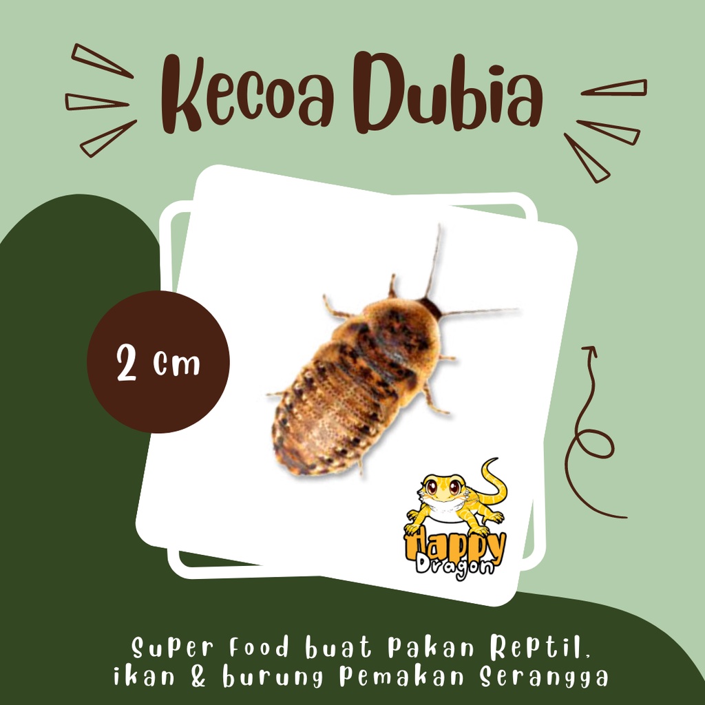 Jual Kecoa Dubia 2 Cm 100 Ekor Pakan Reptil Gecko Bearded Dragon Burung