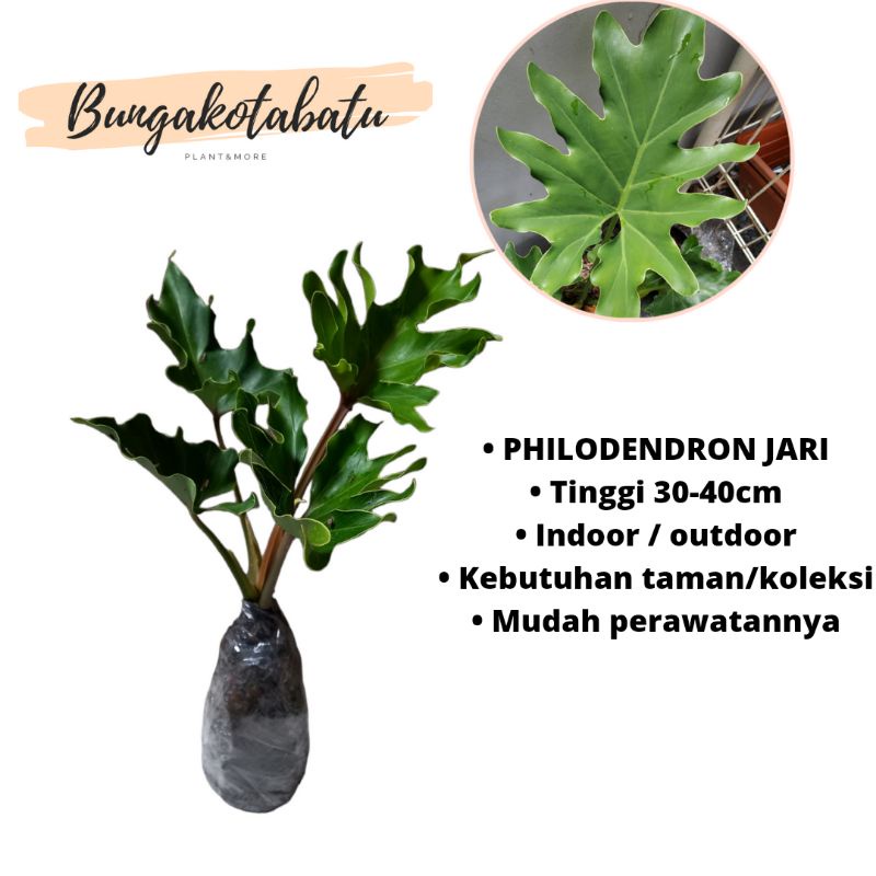 Tanaman Hias Philo dendron Selloum