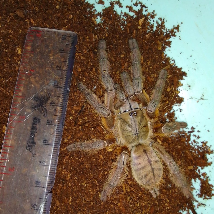 Jual phormingochilus sp. rufus female tarantula | Shopee Indonesia