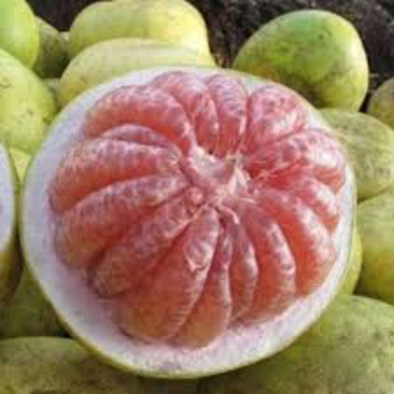 Jual Jeruk Bali pomelo merah/putih per buah Shopee Indonesia
