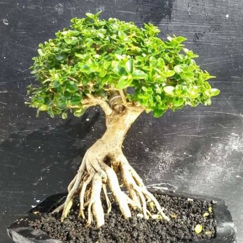 Jual Bonsai Sancang Program Akar Sancang Prokar Bonsai Prospek