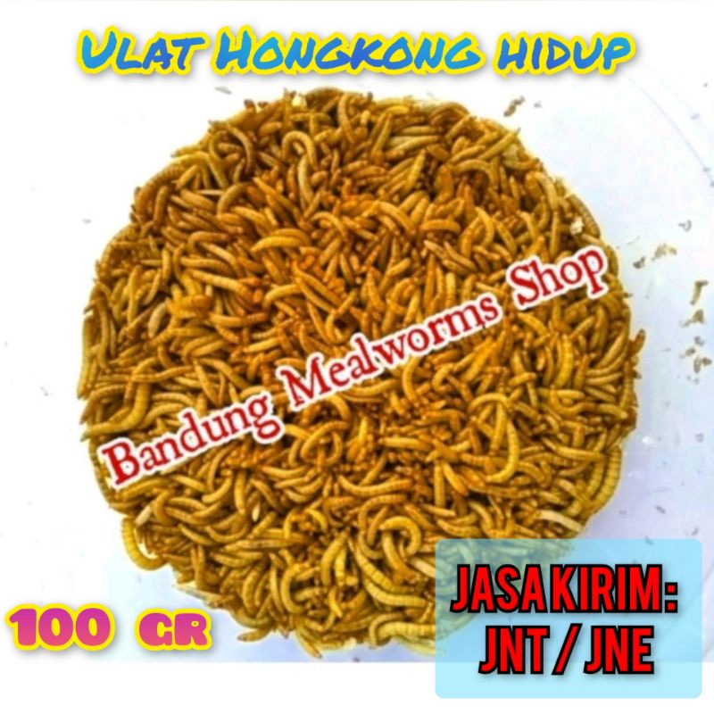 Memburu Ulat Hongkong Berkualitas: Panduan Lengkap Membeli Online dan Tips Memilih Penjual Terpercaya