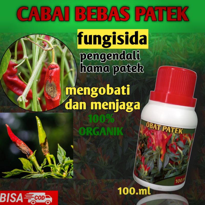 Jual obat tanaman cabai anti patek organik kemasan 100 ml rekomendasi