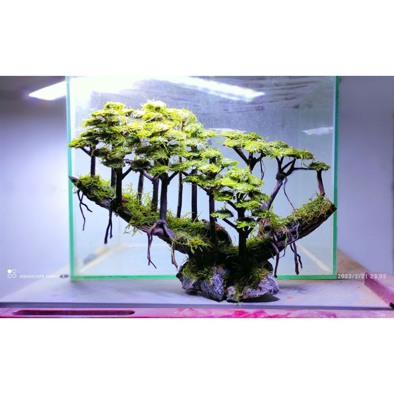 Jual bonsai aquascape beringin mini jungle siapp pakai cocok buat tank
