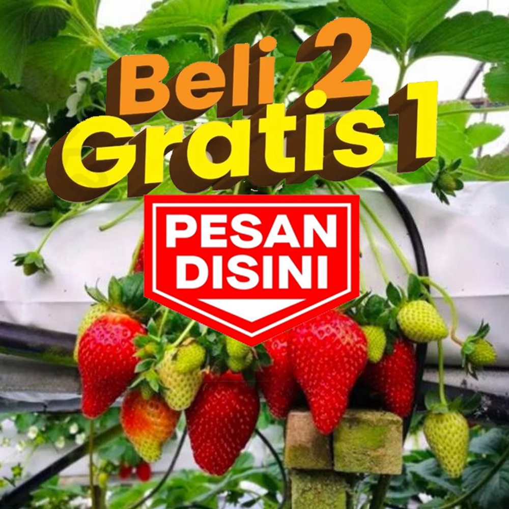 Jual Bibit Stroberi | Pohon Strawberry Siap Berbuah | Toko Bibit Buah ...