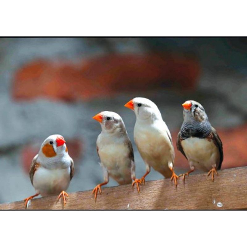 Jual Burung Zebra Finch | Shopee Indonesia