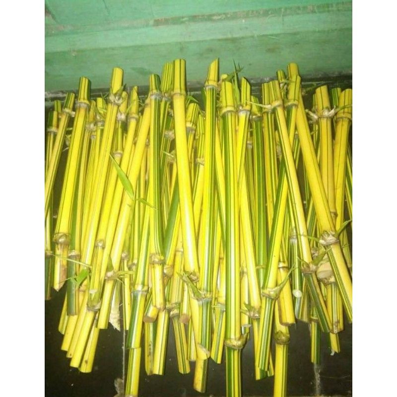 Jual Stek Bambu Kuning Asli Shopee Indonesia 6682