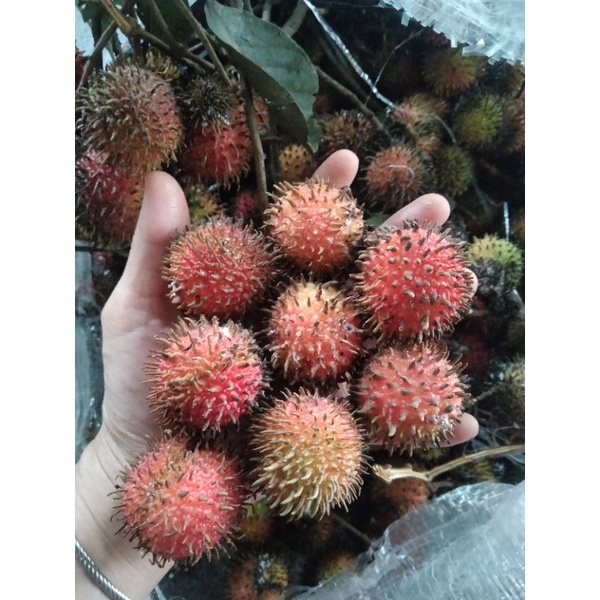 Jual Buah Rambutan Rapiah Super 1kg fresh baru petik dari pohon ketika ...