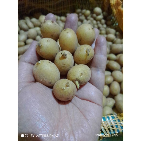 Jual Bibit kentang Granola L g0 (telur puyuh) Shopee Indonesia