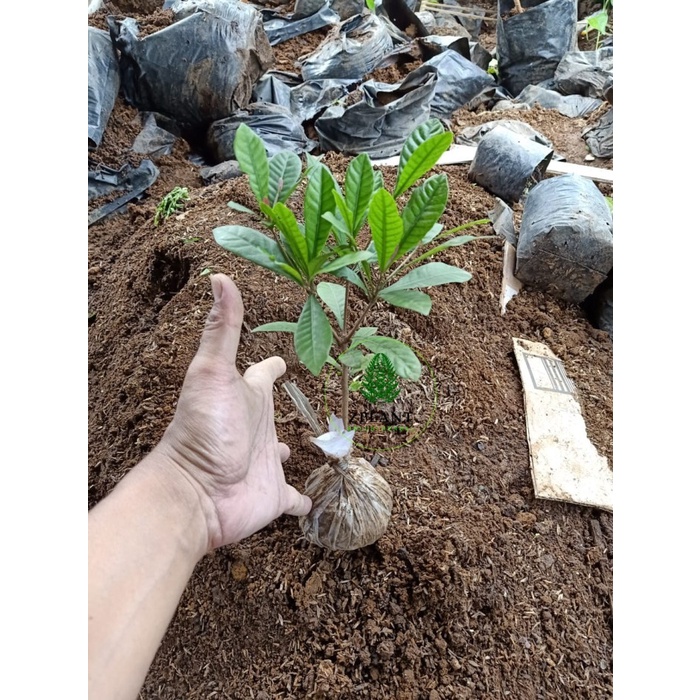 Jual Bibit Pohon Magic Fruit - Miracle Fruit - Buah Ajaib - Herbal DDD ...