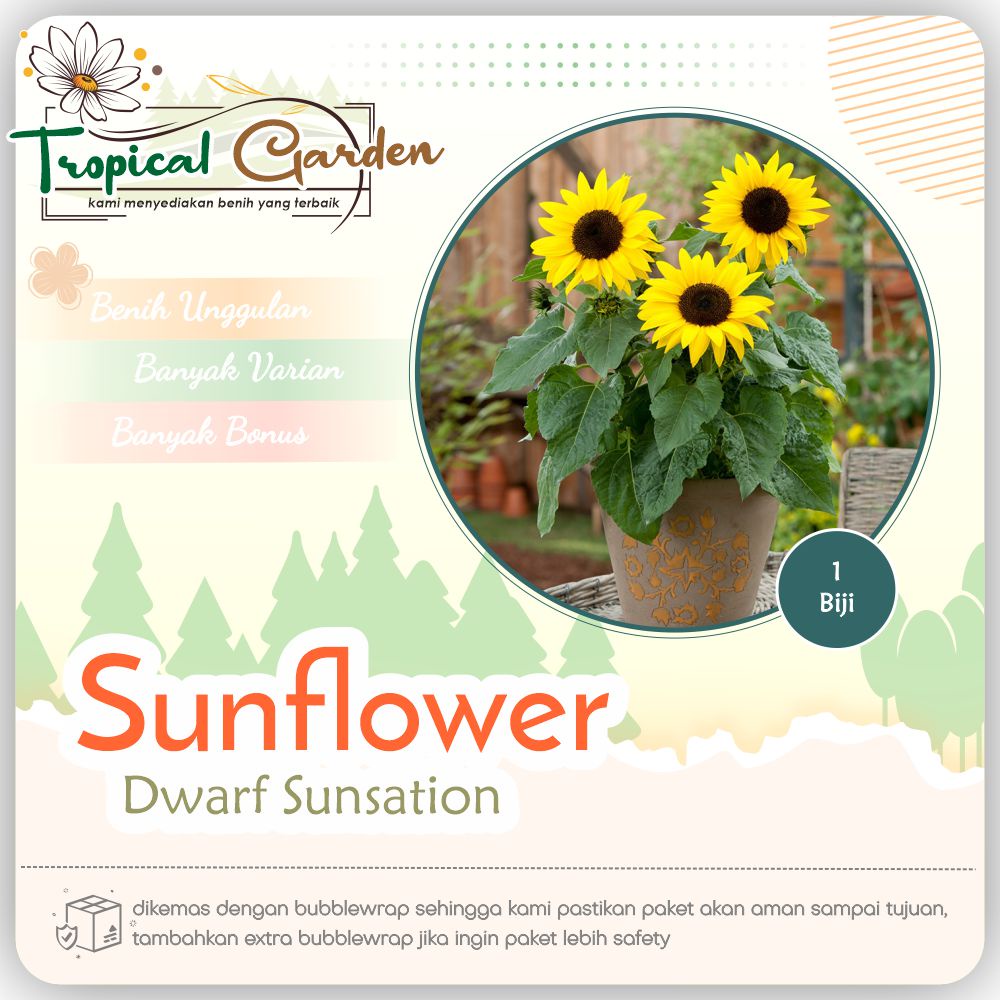 Jual Tropical Garden Benih Biji Bunga Matahari Mini Benih Sunflower Mini Dwarf Cod Shopee