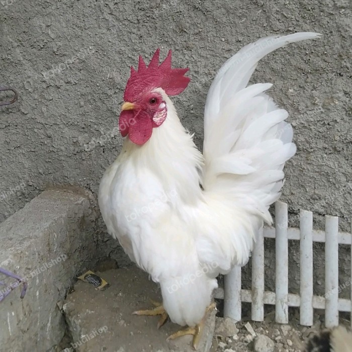 Jual ayam kate jago putih sepasang betina warna random | Shopee Indonesia