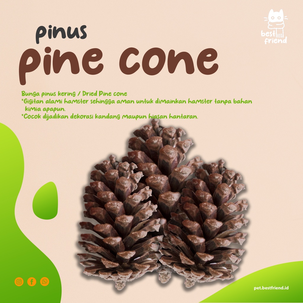 Jual Pine Cone Chew Toys Gigitan Hamster Hiasan Kandang ha Shopee Indonesia