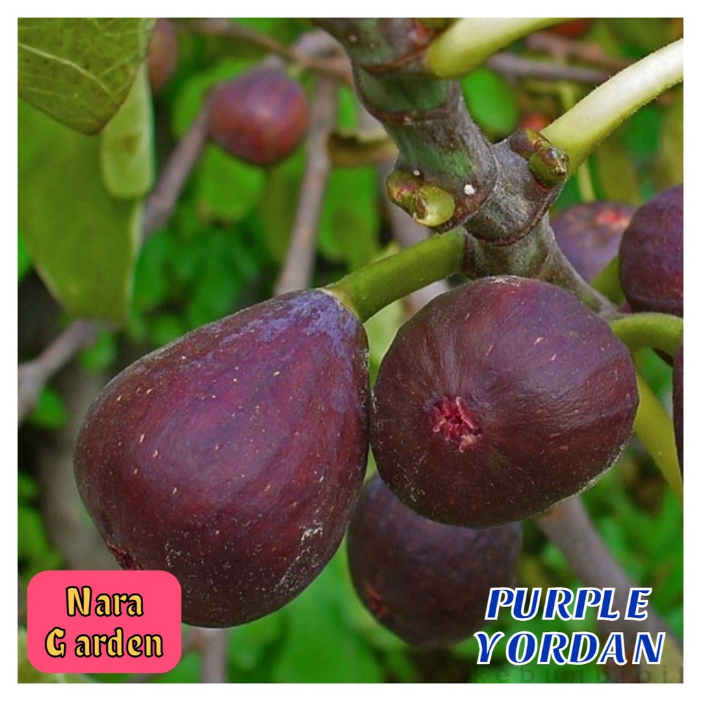 Bibit Cangkok Buah tin Purple Yordan