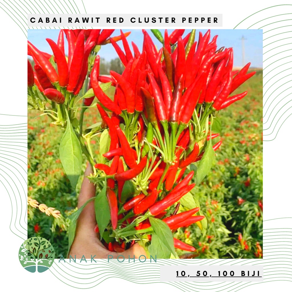 Jual Benih Bibit Biji Cabai Rawit Red Cluster Pepper Seeds IMPORT Shopee Indonesia