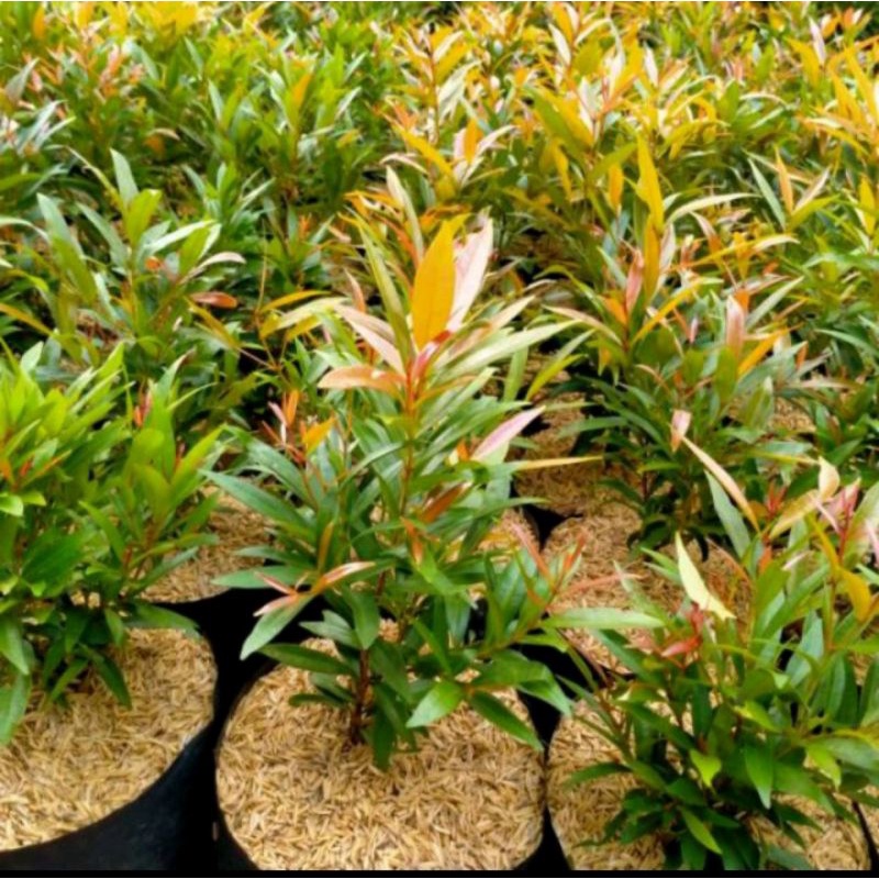 Jual KEBUN.MUKLIS - Bibit Pucuk Merah Hidup | Shopee Indonesia