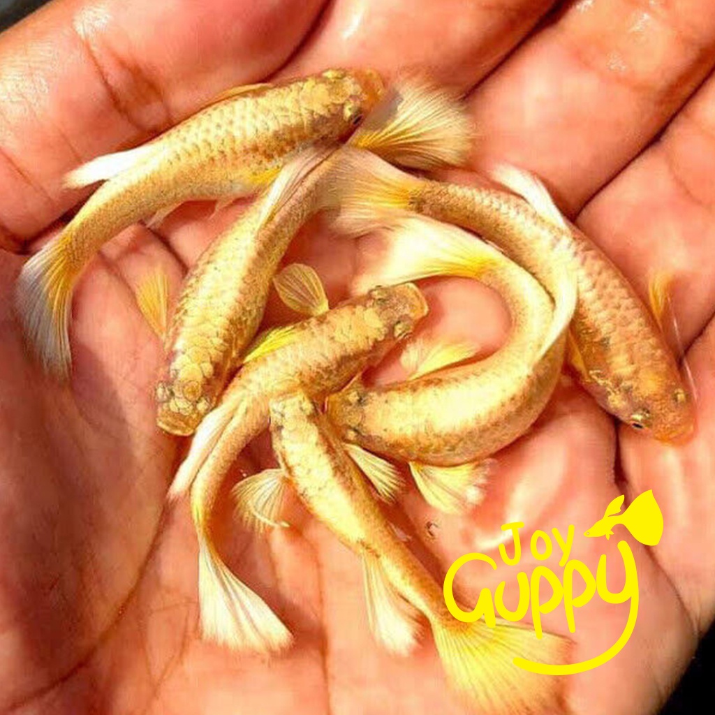 Jual Ikan Guppy Sepasang Indukan Full Gold Jantan Betina Per Ekor