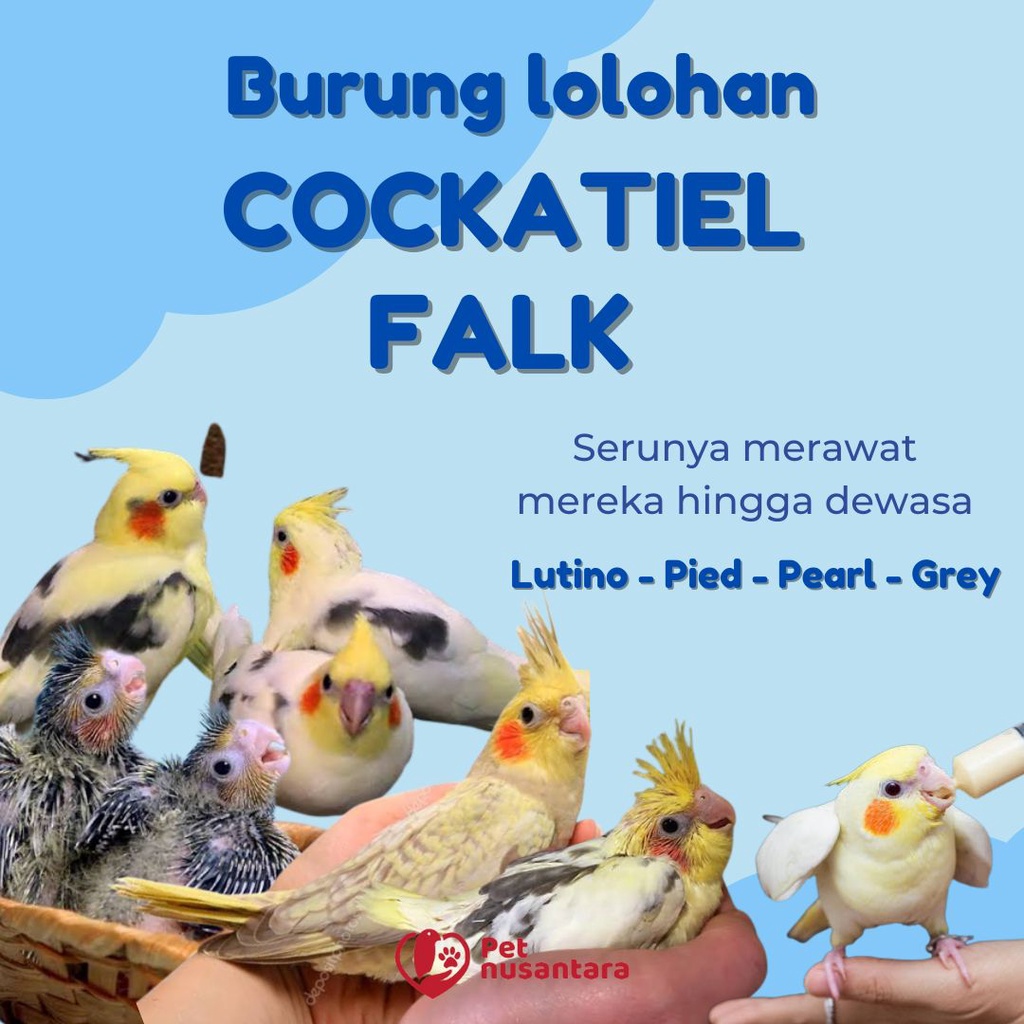 Burung cockatiel 2024