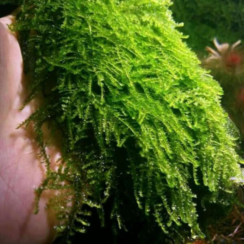 Jual Moss Aquascape Jenis Weeping Tanaman Air Aquarium Taneman Hidup