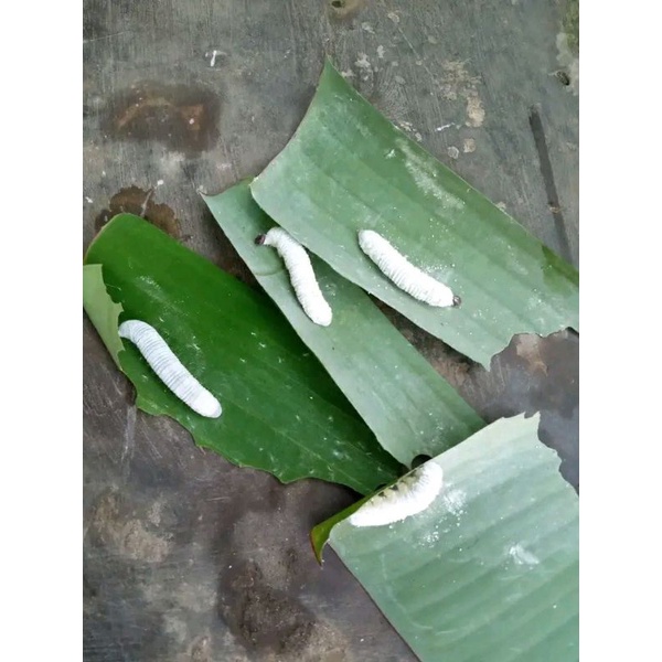 Jual Ulat Daun Pisang 25ekor Shopee Indonesia