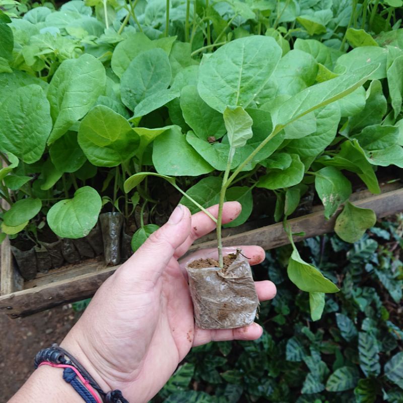 Jual KEBUN.MUKLIS - Bibit Terong Ungu Siap Tanam | Shopee Indonesia