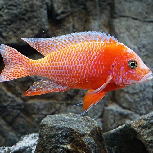 Jual Ikan Cichlid Dragon Blood | Shopee Indonesia