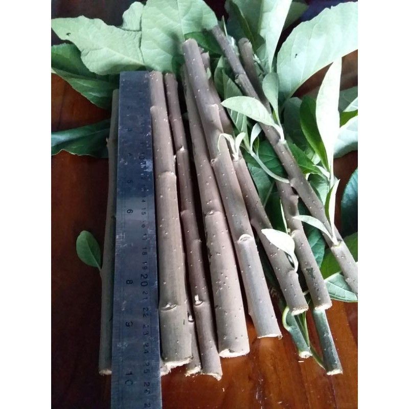 Jual Stek Batang Sambung Nyawa Daun Africa Plus Bonus Shopee Indonesia