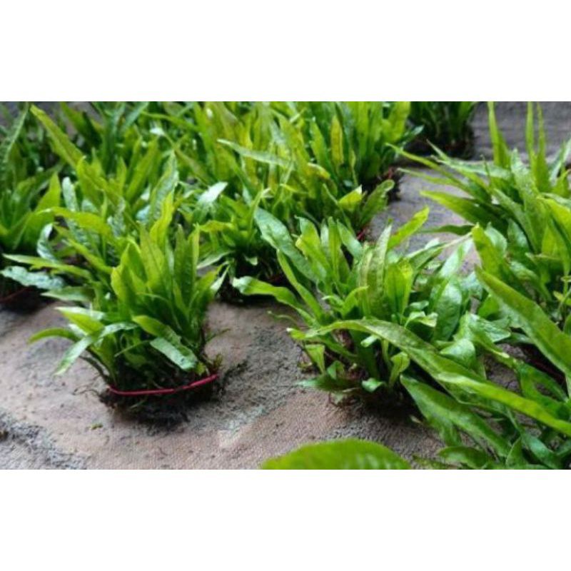 Jual Kadaka mini tanaman Aquascape per daun | Shopee Indonesia