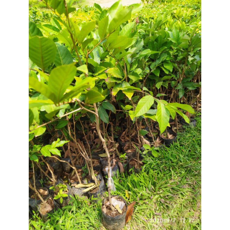 Jual BIBIT RAMBUTAN BINJAI CEPAT BERBUAH(BISA DI TARUH POT) | Shopee ...