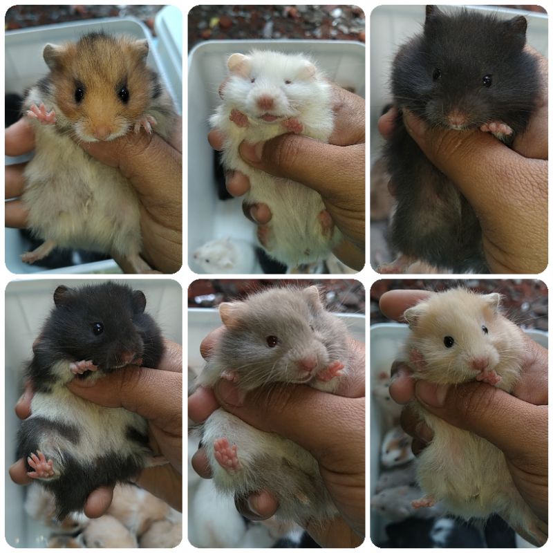 Harga hamster store syrian long hair